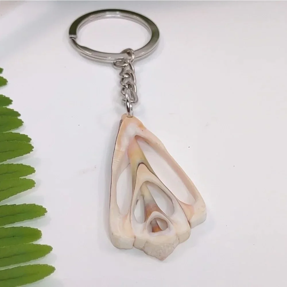Seashell Keyring Slice Conch Seashell Clearwater Beach, Florida